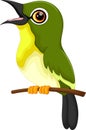 Cute green bird cartoon singing Royalty Free Stock Photo