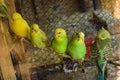 Cute Green Birds sit on Wood Stick