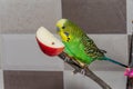 Cute green budgerigar eating an apple while sitting on a branch
