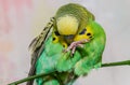 A cute green budgerigar sits on a house plant and cleans its feathers