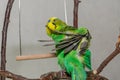 Cute green budgie sits on a house plant and cleans its feathers