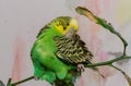 A cute green budgie sits on a house plant and cleans its feathers