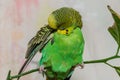 A cute green budgie sits on a house plant and cleans its feathers