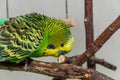 Cute green budgie sits on a house plant and cleans its feathers