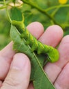 Cute green caterpillar larva worm in nature