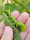 Cute green caterpillar larva worm in nature