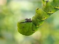 Cute green caterpillar larva worm in nature