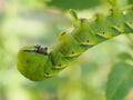 Cute green caterpillar larva worm in nature