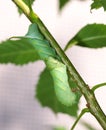 Cute green caterpillar larva worm in nature