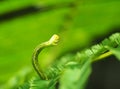 Cute green caterpillar larva worm in nature Royalty Free Stock Photo