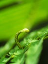 Cute green caterpillar larva worm in nature Royalty Free Stock Photo