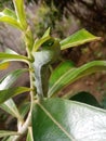 Cute Green Colour Caterpillar With White Dots And Blue Colour Eyes Eating Leaves