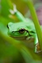 Cute green frog