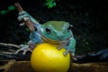 A cute green frog hanging on little knife and the yellow fruit