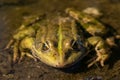 Green frog on the water surface. Close-up. The green frog. Cute green frog resting on the shore. Front, closeup view