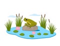 A cute green frog sits on a stone in his lake among the reeds. vector illustration Royalty Free Stock Photo