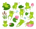 Cute green frogs. Nature and frogs, cartoon toad in pond. Funny animal in lotus, on leaves and eating insects. Neoteric