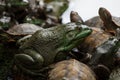 Army of frogs with turtles in a pond