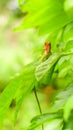 A cute green garden lizard peeks out from a leaf, Colorful lizard creature in the home garden Royalty Free Stock Photo