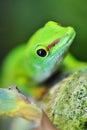 Cute green gecko