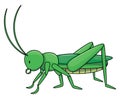 Cute Green Grasshopper Cartoon Color Illustration