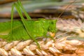 green grasshopper eating wheat grains, close-up