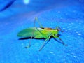 the cute green grasshopper six-legged