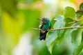 Copper-rumped hummingbird stretching and cleaning himself, dancing in the garden