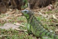 Cute green Iguana, with his last meal still left of his lips!