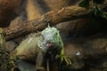 Cute green iguana portrait Royalty Free Stock Photo