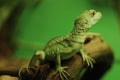 Cute green lizard on a branch in the aquarium Royalty Free Stock Photo