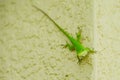 Cute green lizard Royalty Free Stock Photo