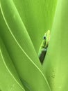 Cute Green Lizard is resting in leaves Royalty Free Stock Photo