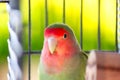 Cute Green Lovebird In Cage