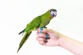 Cute green macaw bird on finger female. Royalty Free Stock Photo