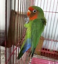 Cute Green and Orange Parrot in Cage