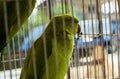 Cute Green Parrot in cage Royalty Free Stock Photo