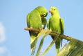 Cute green parrot on the tree