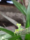 Cute Green Praying Mantis Standing On Screwpine Leaf Looking Camera