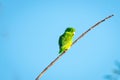 Cute Green-rumped Parrotlet sleeping on a branch