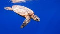 Cute green sea turtle Chelonia mydas Royalty Free Stock Photo