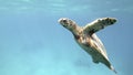 Cute green sea turtle Chelonia mydas Royalty Free Stock Photo