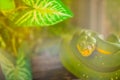 Cute Green tree python (Morelia viridis) on the tree branch. Green tree pythons are found throughout the tropical rainforests of Royalty Free Stock Photo