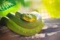 Cute Green tree python (Morelia viridis) on the tree branch. Green tree pythons are found throughout the tropical rainforests of Royalty Free Stock Photo