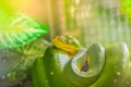 Cute Green tree python (Morelia viridis) on the tree branch. Green tree pythons are found throughout the tropical rainforests of Royalty Free Stock Photo