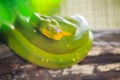 Cute Green tree python (Morelia viridis) on the tree branch. Green tree pythons are found throughout the tropical rainforests of Royalty Free Stock Photo