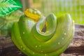 Cute Green tree python (Morelia viridis) on the tree branch. Green tree pythons are found throughout the tropical rainforests of Royalty Free Stock Photo