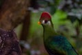 Cute green turaco bird perched on the branch