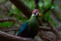 Cute green turaco bird perched on the branch