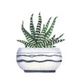 Cute green and white agava house plant in white and black flowerpot. Watercolor.